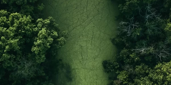Foresta